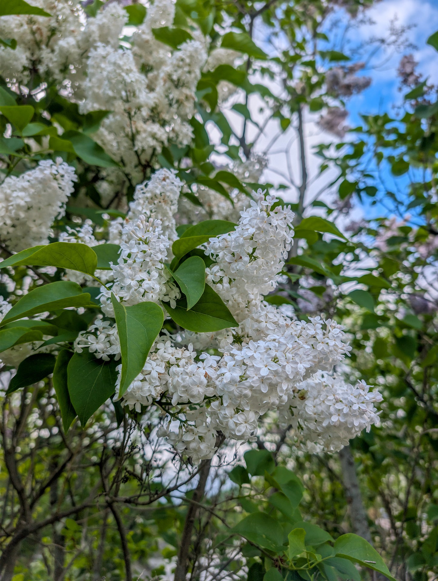 White Lilac Jun