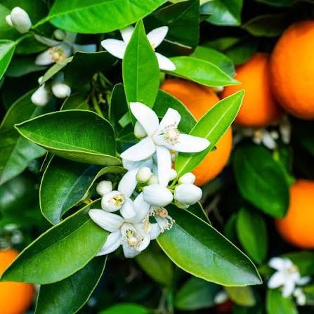 Orange Blossom Rooibos Limeade