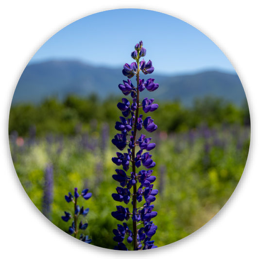 Lupine Sticker