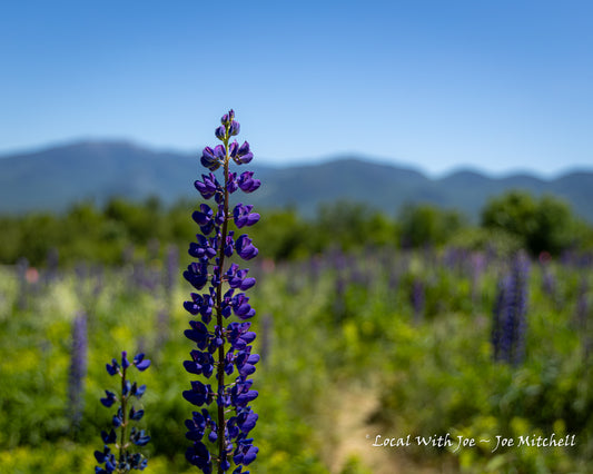 Lupine Light Roast Cold Brew Coffee