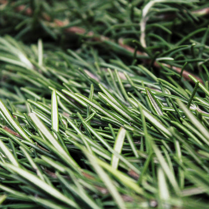 Apple Rosemary Water