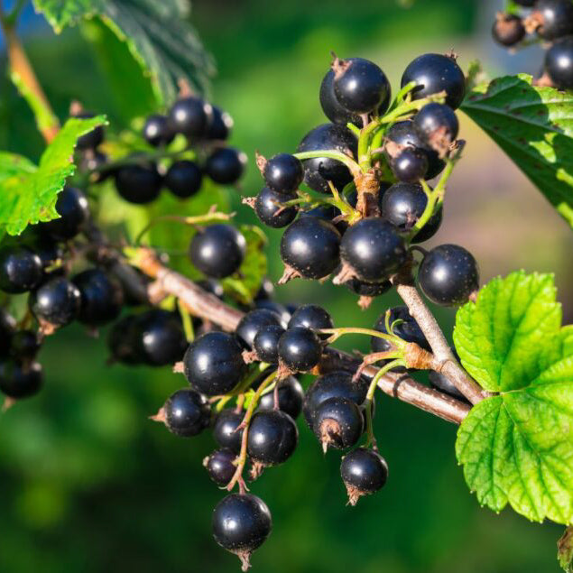 Black Currant Sumac Tea- Maple