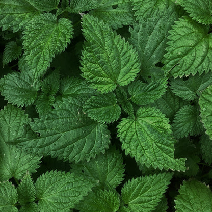 Cucumber Mint Water