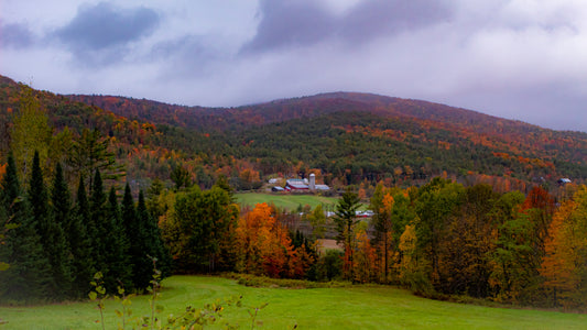 New England Fog- Maple