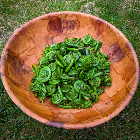 Dill Pickled Fiddleheads