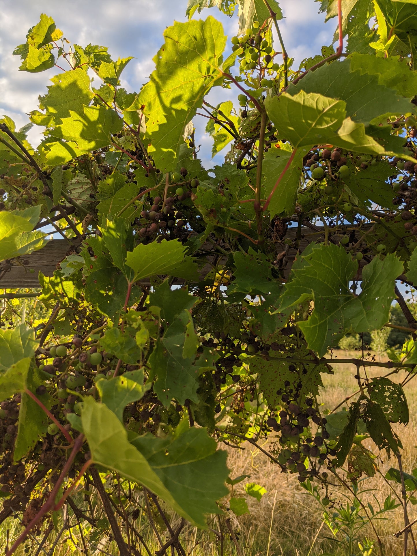 Maple Grapeade