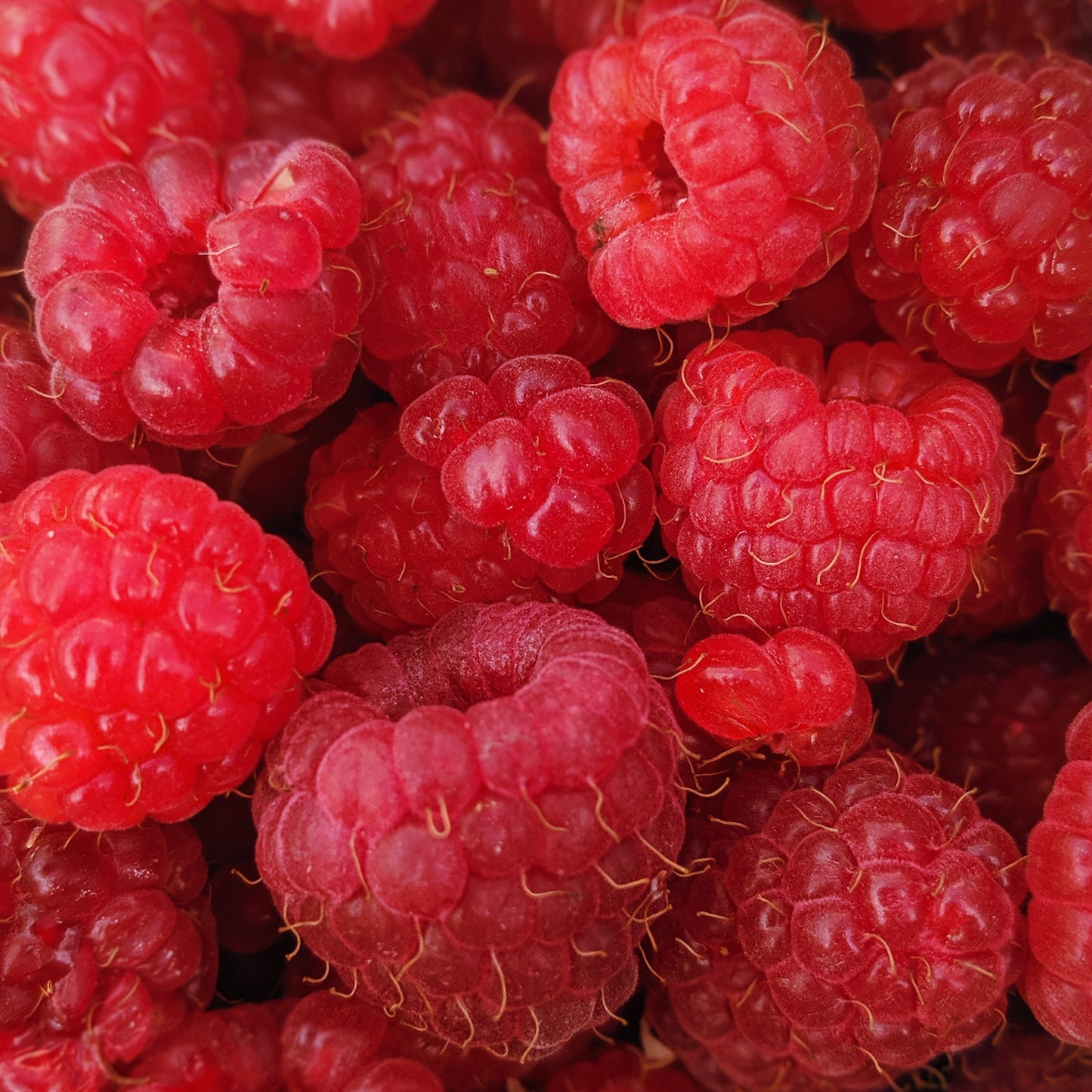 Mountain Mojo Raspberry