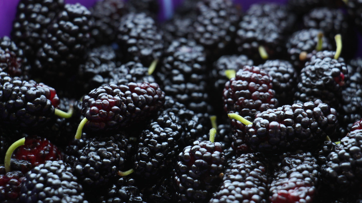 Maple Mulberryade