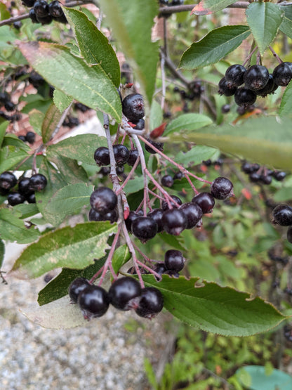 Elder-Aronia Honey Limeade
