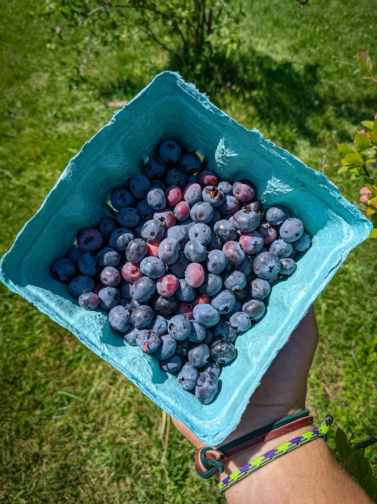 Pickled Blueberries