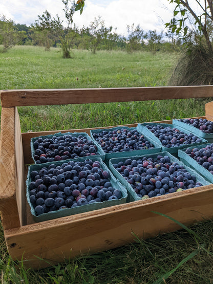 Pickled Blueberries