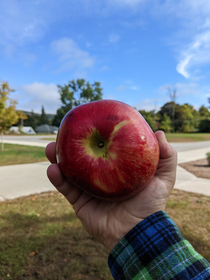 Dried Apples
