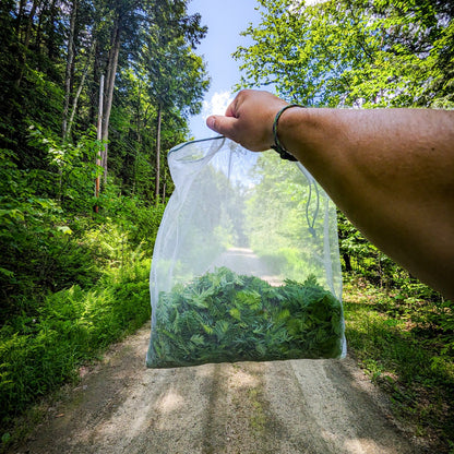 Evergreen Maple Rhubarbade