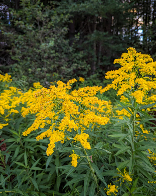 Goldenrod Agave Lemonade