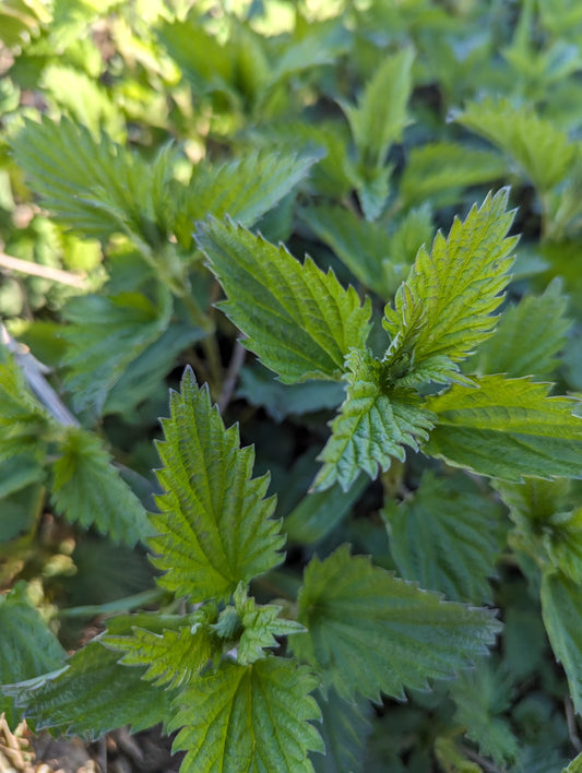 Nettle Maple Lemonade