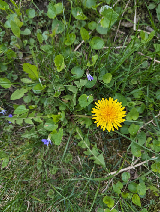 Dandelion Maple Rhubarbade