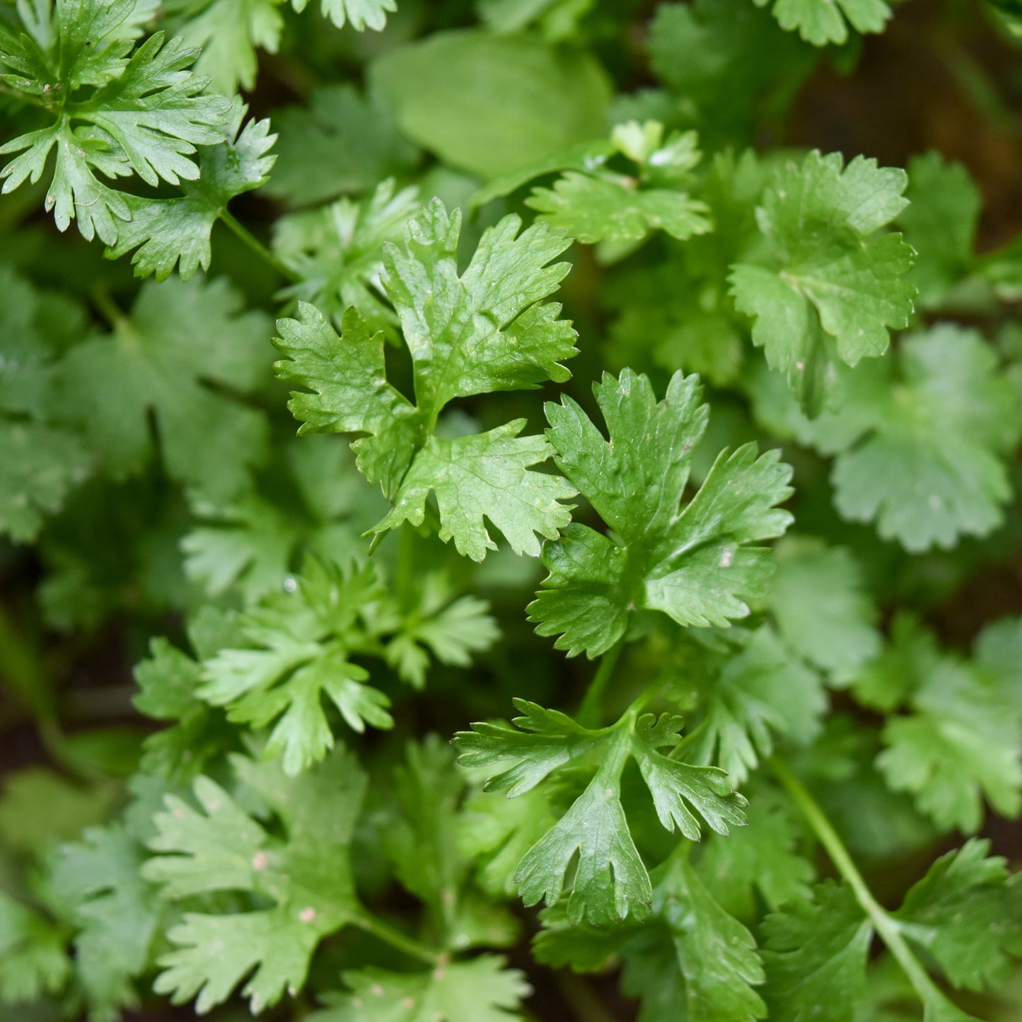 Parsley Basil Pesto