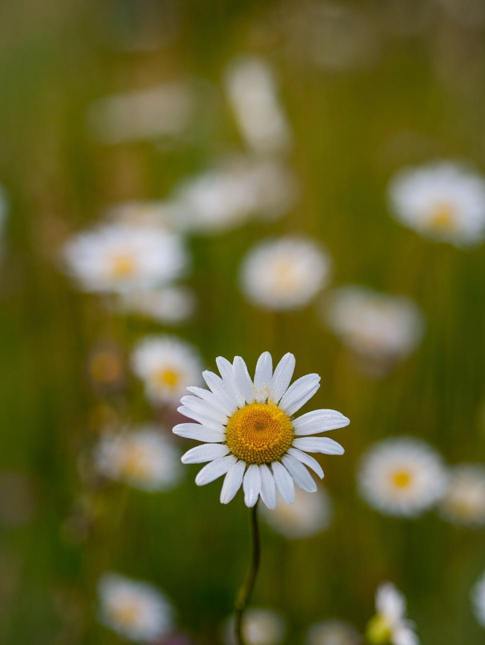 Chamomile Honey Cherryade