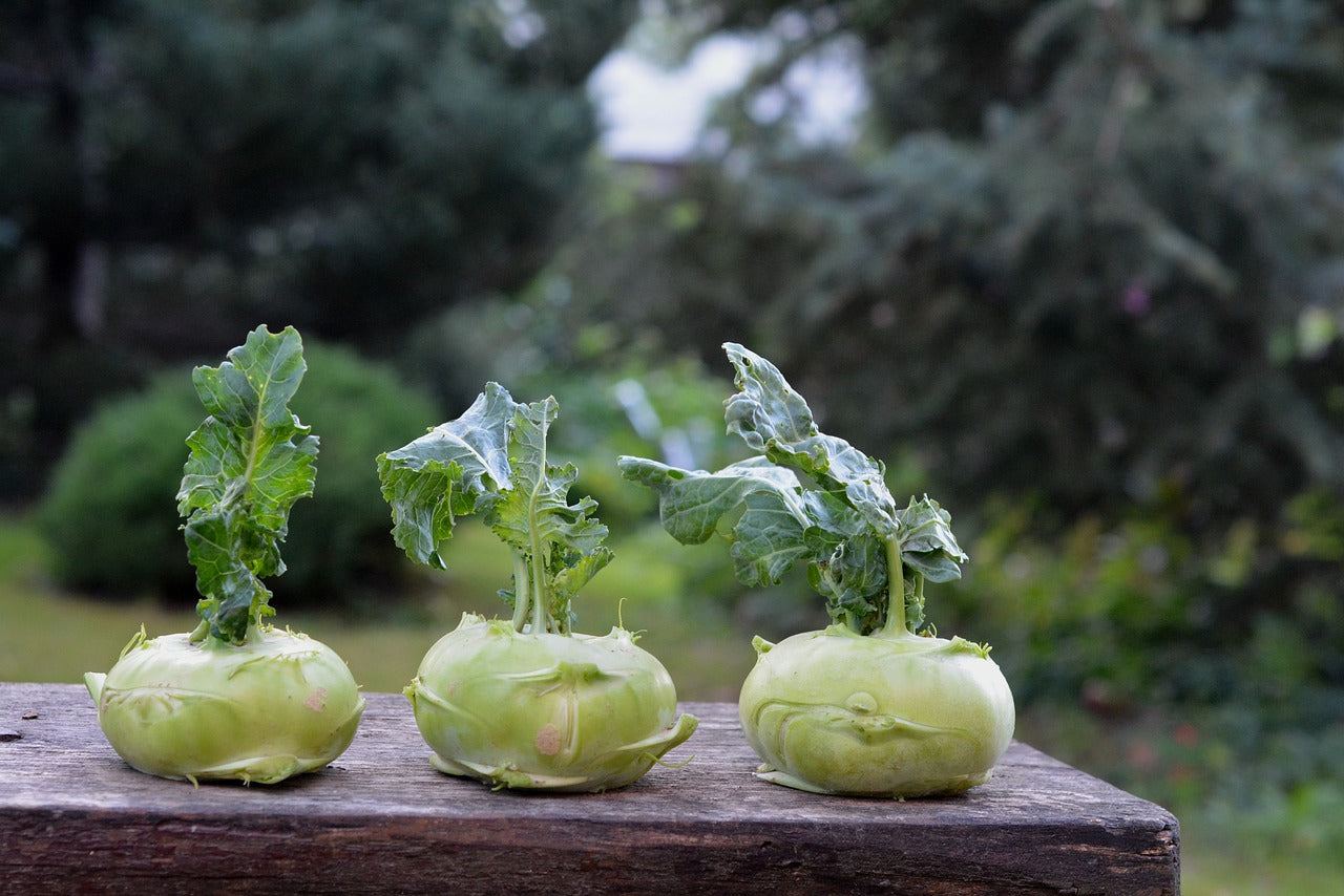 Pickled Kohlrabi