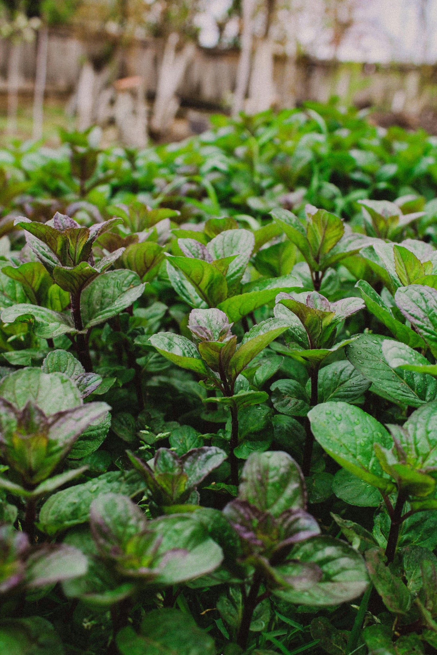 Mocha Maple Mint