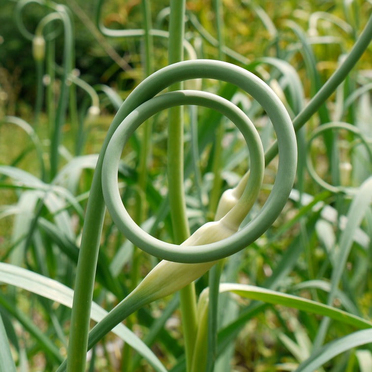 Garlic Scape Pesto