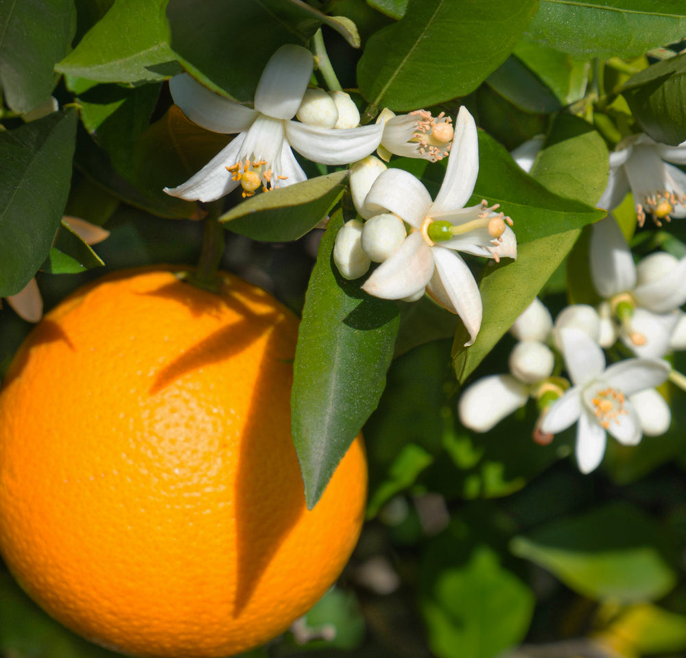 Orange Blossom Rooibos Limeade