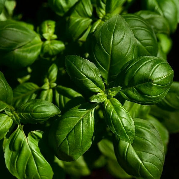 Original Basil Pesto