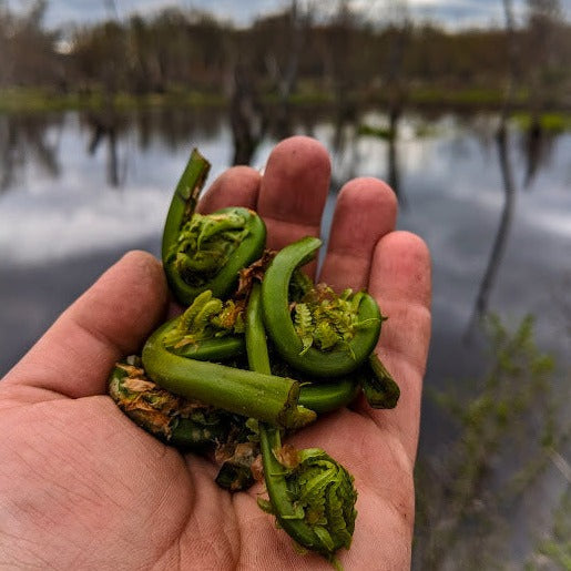 Sweet Pickled Fiddleheads